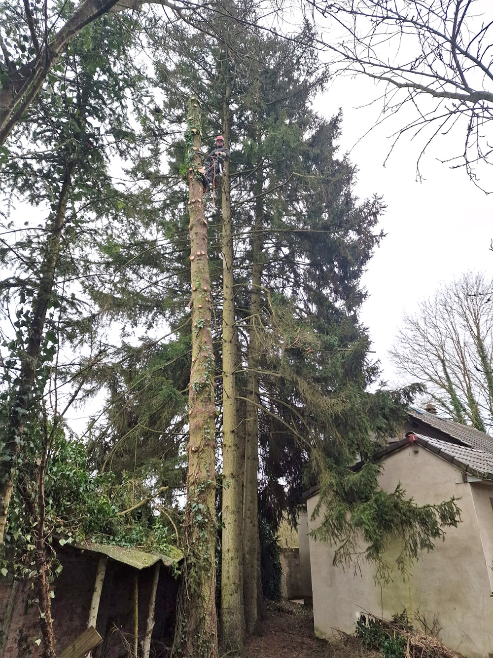 Seilklettertechnik bei Baumfällung Seilklettertechnik bei Baumfällung