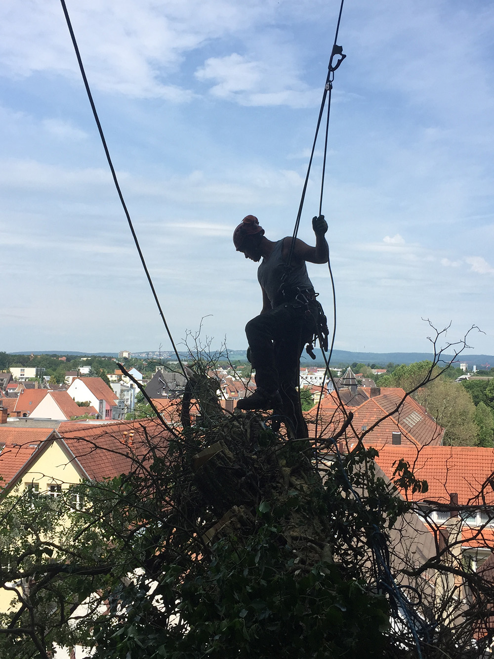Seilklettertechnik bei Baumfällung Seilklettertechnik bei Baumfällung