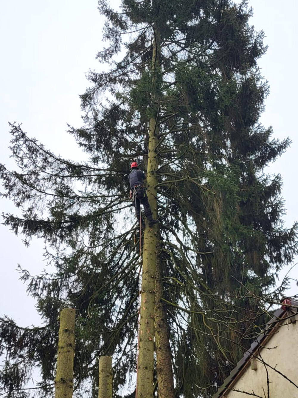 Seilklettertechnik bei Baumfällung Seilklettertechnik bei Baumfällung