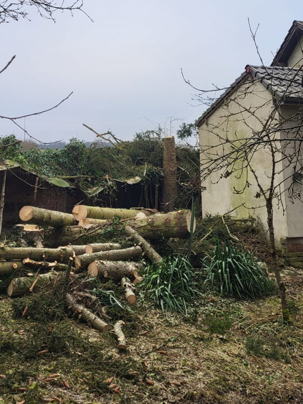 Baumfällung mit Baumpflege Brestel Baumfällung mit Baumpflege Brestel