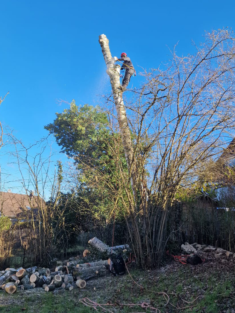 Seilklettertechnik bei Baumfällung Seilklettertechnik bei Baumfällung